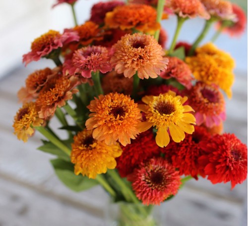 Zinnia Scabiosa Mix 